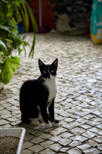 Portrait animal 3